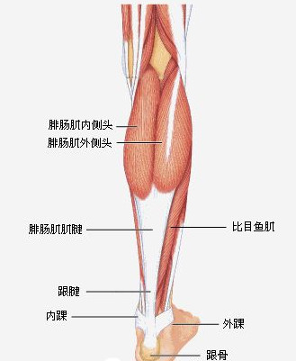 跟腱的治疗措施.jpg 跟腱的治疗措施.jpg